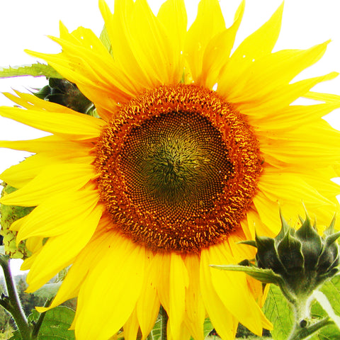 Semence "Tournesol Mammouth géant" - Bio - Écoumène