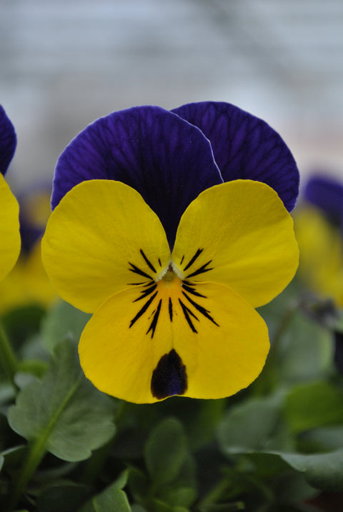 Viola yellow violet jump up