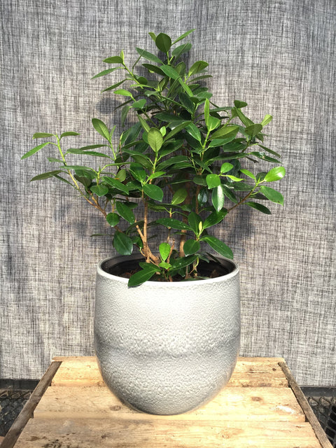 Plante d'intérieur "Ficus Microcarpa"