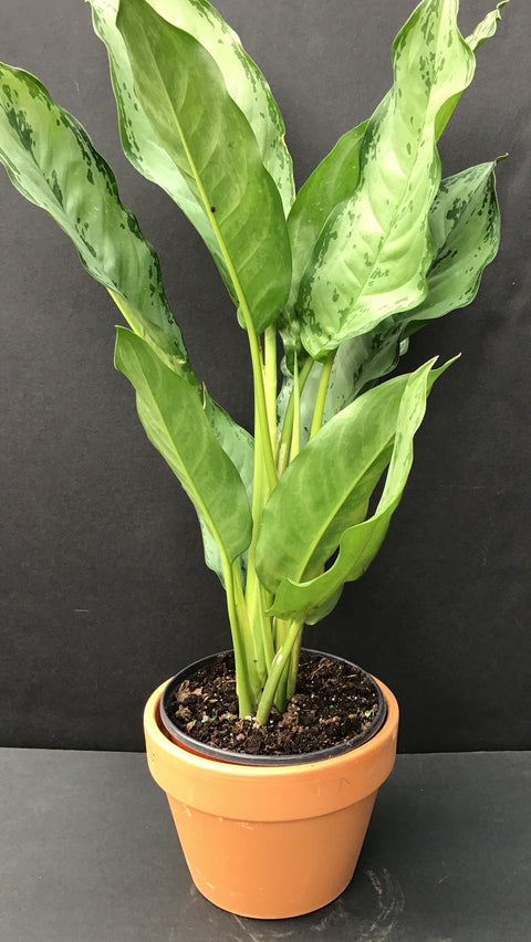 Plante d'intérieur "Aglaonema BJ Freeman"