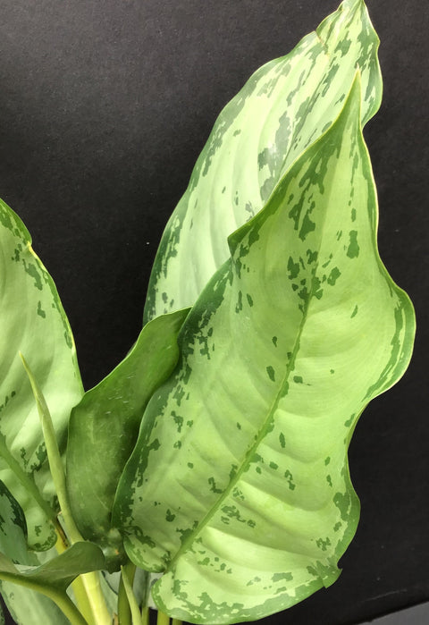 Plante d'intérieur "Aglaonema BJ Freeman"