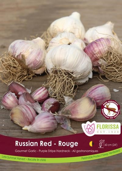 Bulbe ail Russian red