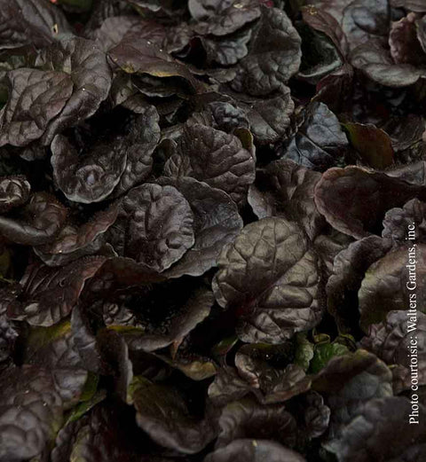 Ajuga reptans "Black Scallop"