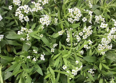 Alyssum blanc