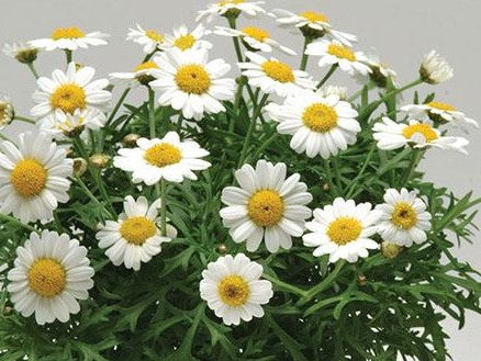 Argyranthemum Madeira blanc