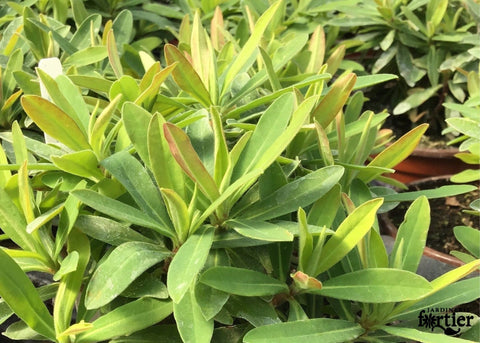 Euphorbia Athène
