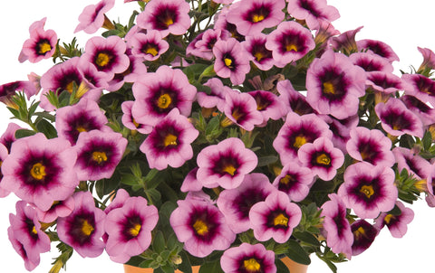 Jardinière de Calibrachoa soft pink