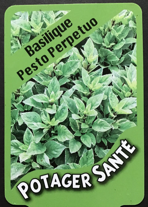 Basilic Pesto Perpetuo / Potager Santé