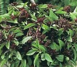 Basilic Thailandais / Potager Santé