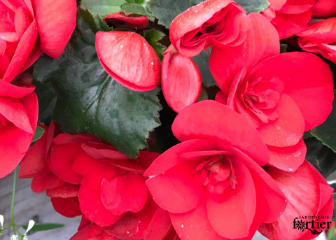 Bégonia Rieger barkos rouge