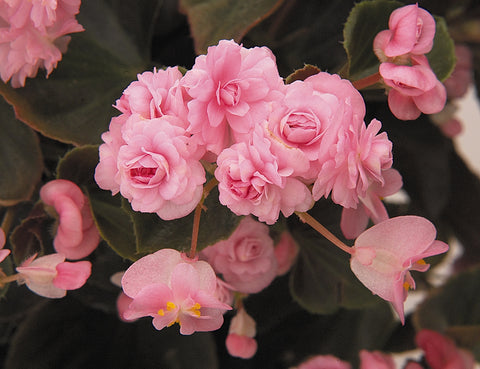 Bégonia doublet pink