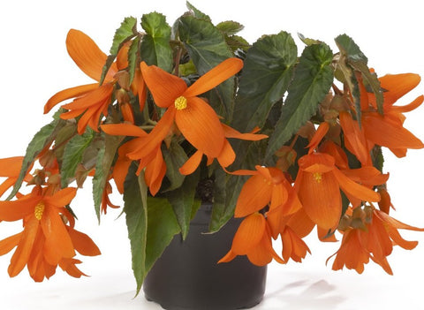 Bégonia Encanto orange
