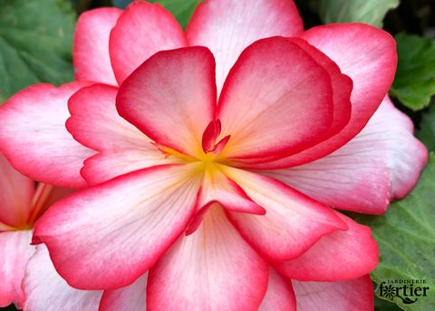 Bégonia illumination rose
