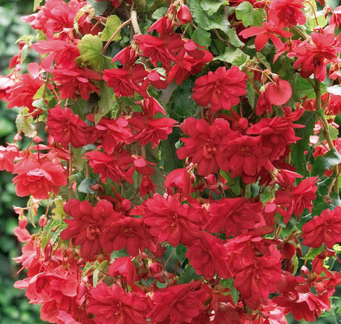 Bégonia illumination rouge