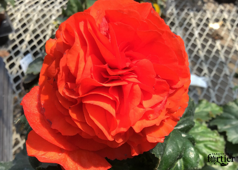 Bégonia non-stop orange