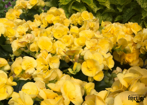 Bégonia rieger jaune