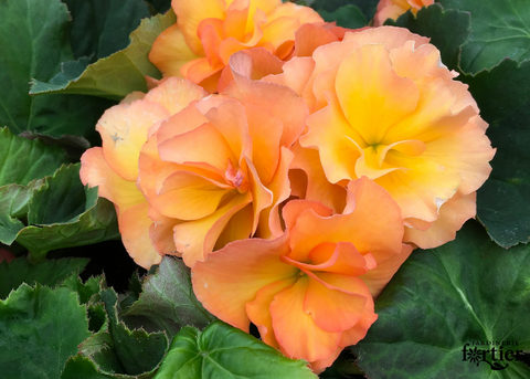 Jardinière de Bégonia Solenia apricot