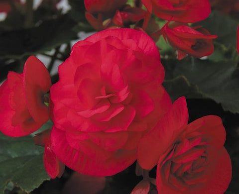 Jardinière de Bégonia Solenia scarlet