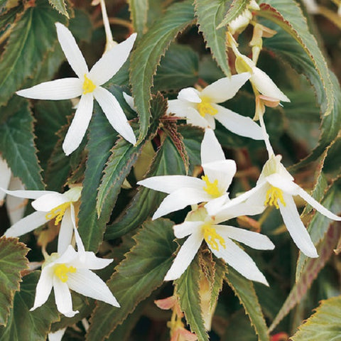 Jardinière de Bégonia Summerwing blanc