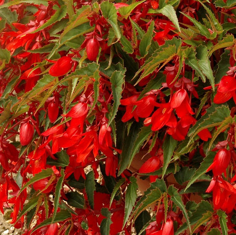 Bégonia Summerwing rouge