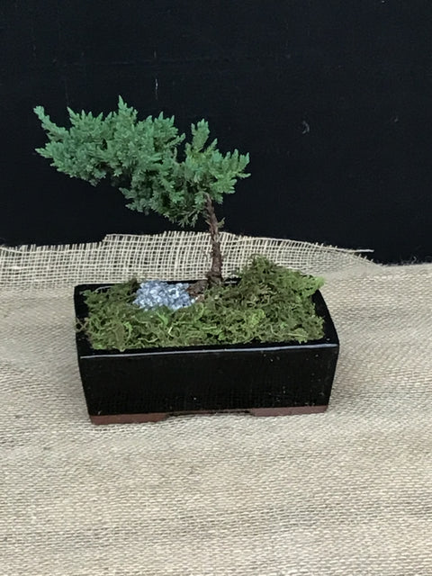 Plante d'intérieur "Bonsaï"