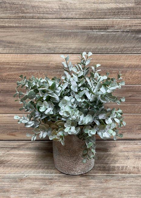 Bouquet d'eucalyptus en pot