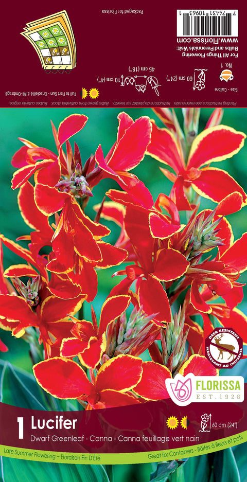 Bulbe de "Canna Lucifer"