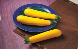 Semence de "Courge Zucchini jaune" non traité