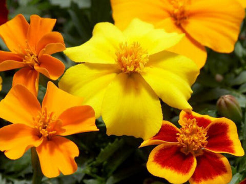 Marigold Disco mix