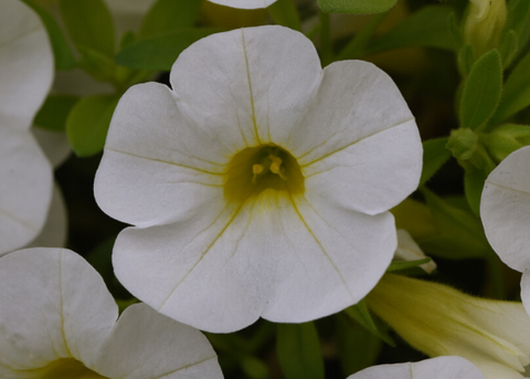 Calibrachoa blanc