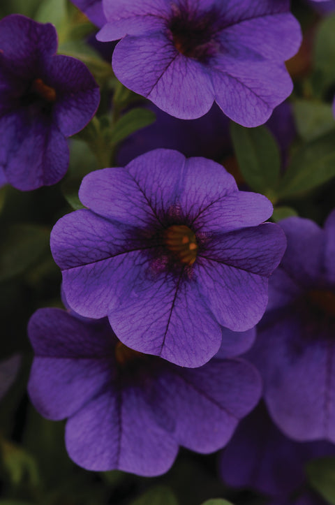 Jardinière de Calibrachoa bleu