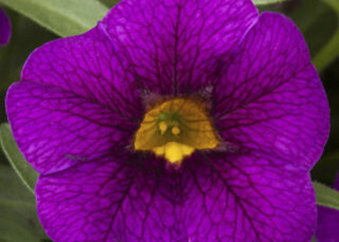 Calibrachoa grape punch