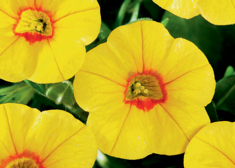 Calibrachoa jaune et rouge