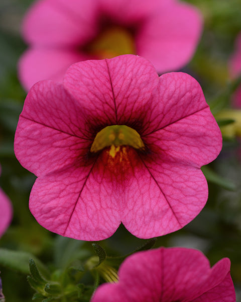 Jardinière de Calibrachoa rose