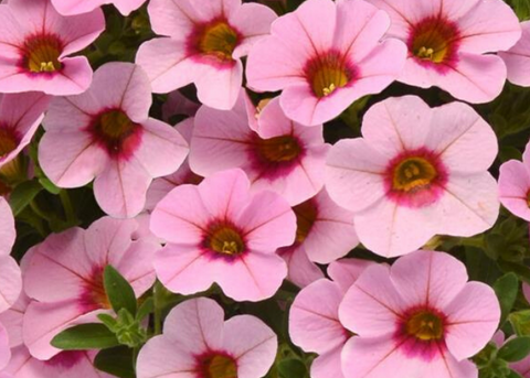 Calibrachoa rose pâle