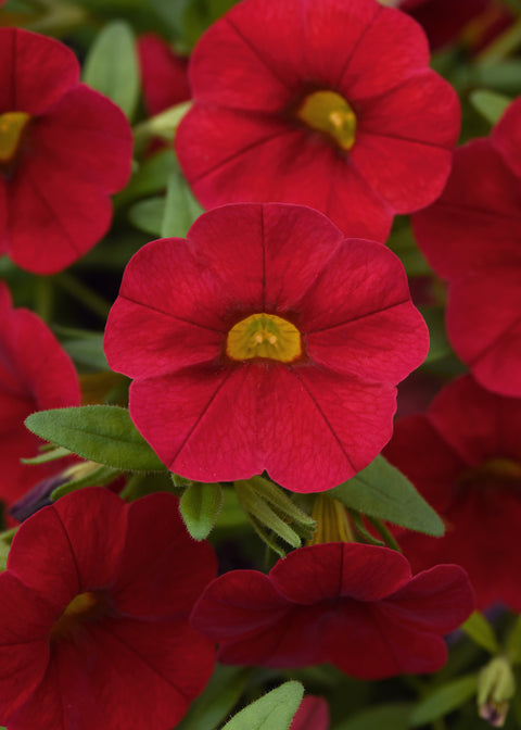 Jardinière de Calibrachoa rouge