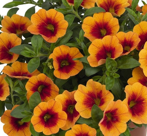 Calibrachoa hula gold medal