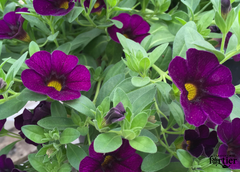 Calibrachoa midnight purple