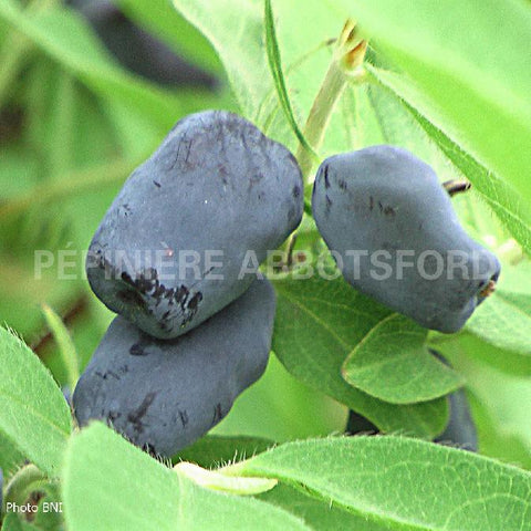 Camerisier combo "Berry blue et Aurora