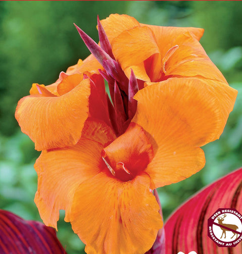 Canna Durban orange