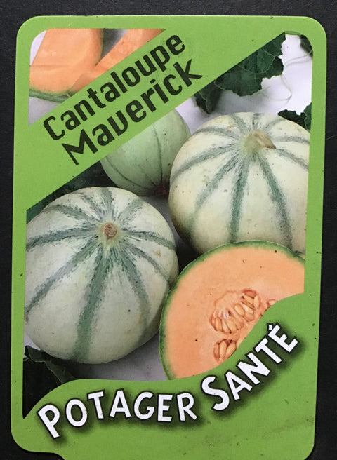 Cantaloup Maverick / Potager Santé