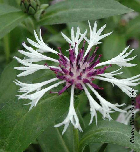 Centaurea montana Amethyst in Snow