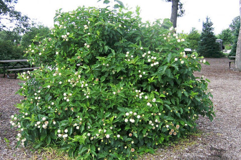 Cephalanthus "Occidentalis"