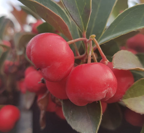 Gaultheria procumbens Cherry Berries
