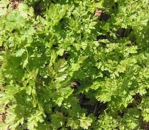 Cerfeuil / Potager Santé