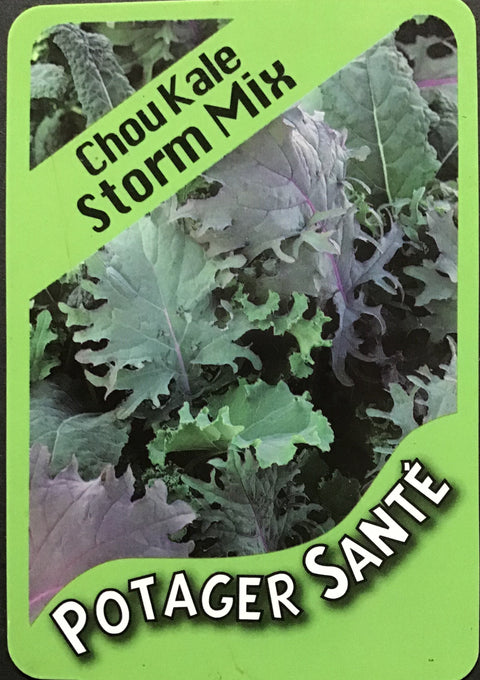 Chou Kale / Potager Santé