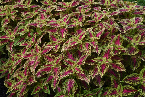 Coléus dragon heart