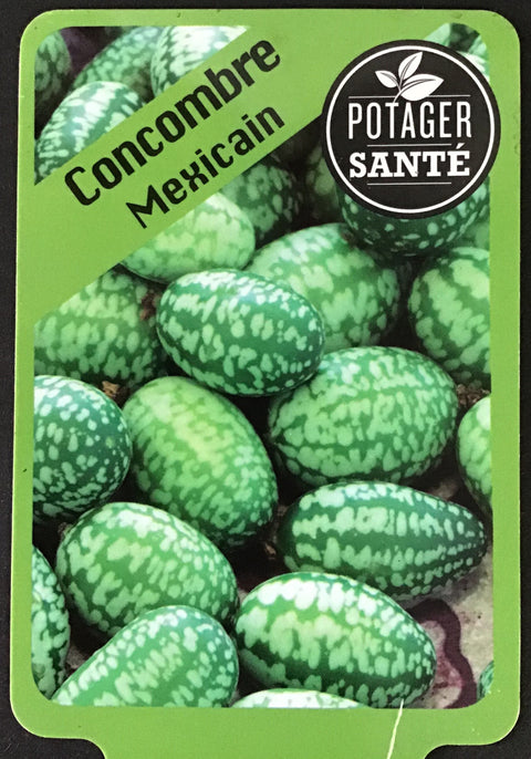 Concombre Mexicain / Potager Santé