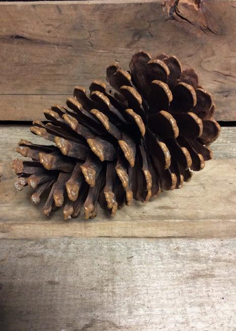 Cocotte de pin