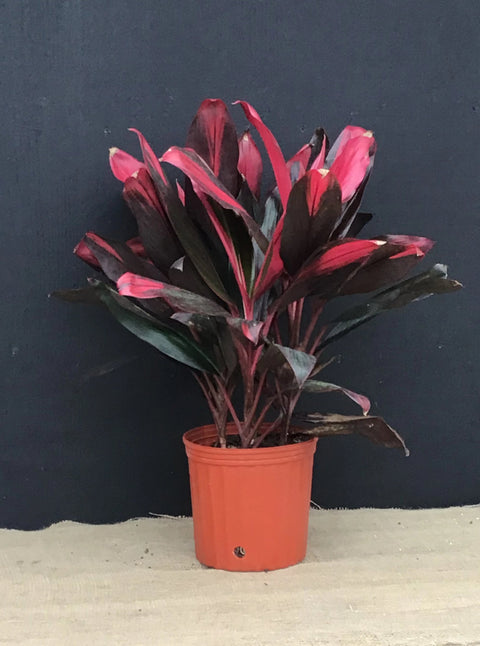 Plante d'intérieur "Cordyline Florica"